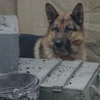 Фильм &laquo;Пес Рыжий&raquo; открывает неизвестные страницы Отечественной войны