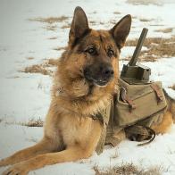 Фильм &laquo;Пес Рыжий&raquo;: На войне все не по-человечески