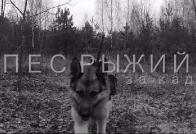 Съемочный период фильма &laquo;Пёс Рыжий&raquo; закончен 